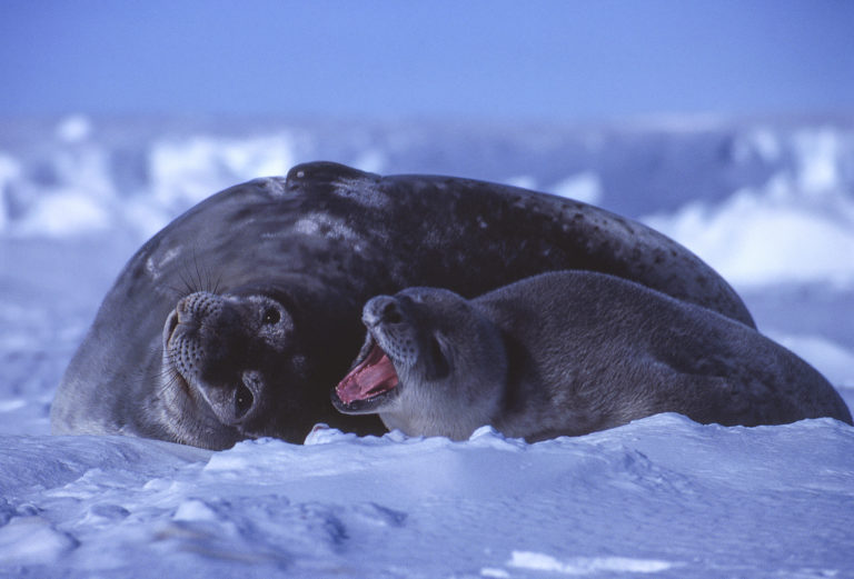 La naissance des phoques de Weddell marque le retour du printemps. Dès le mois d'octobre, plusieurs dizaines de phoques mettent bas à même la banquise, près d'un trou qu'elles entretiennent avec les dents pour éviter qu'il ne regèle